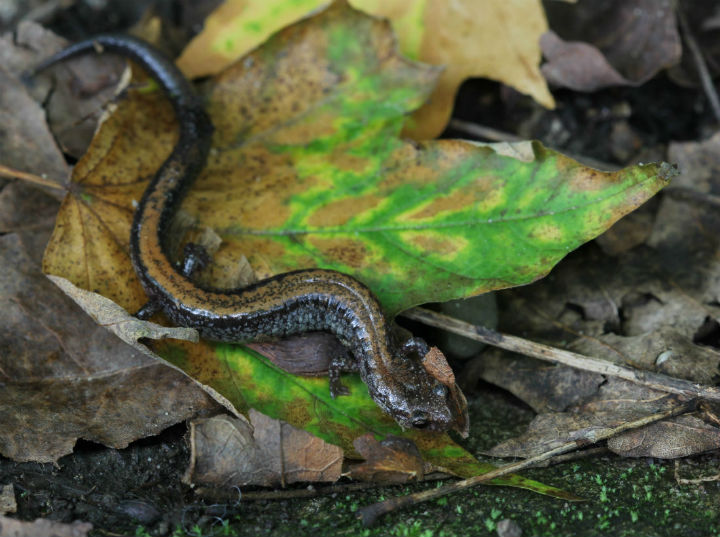 Redback Salamander